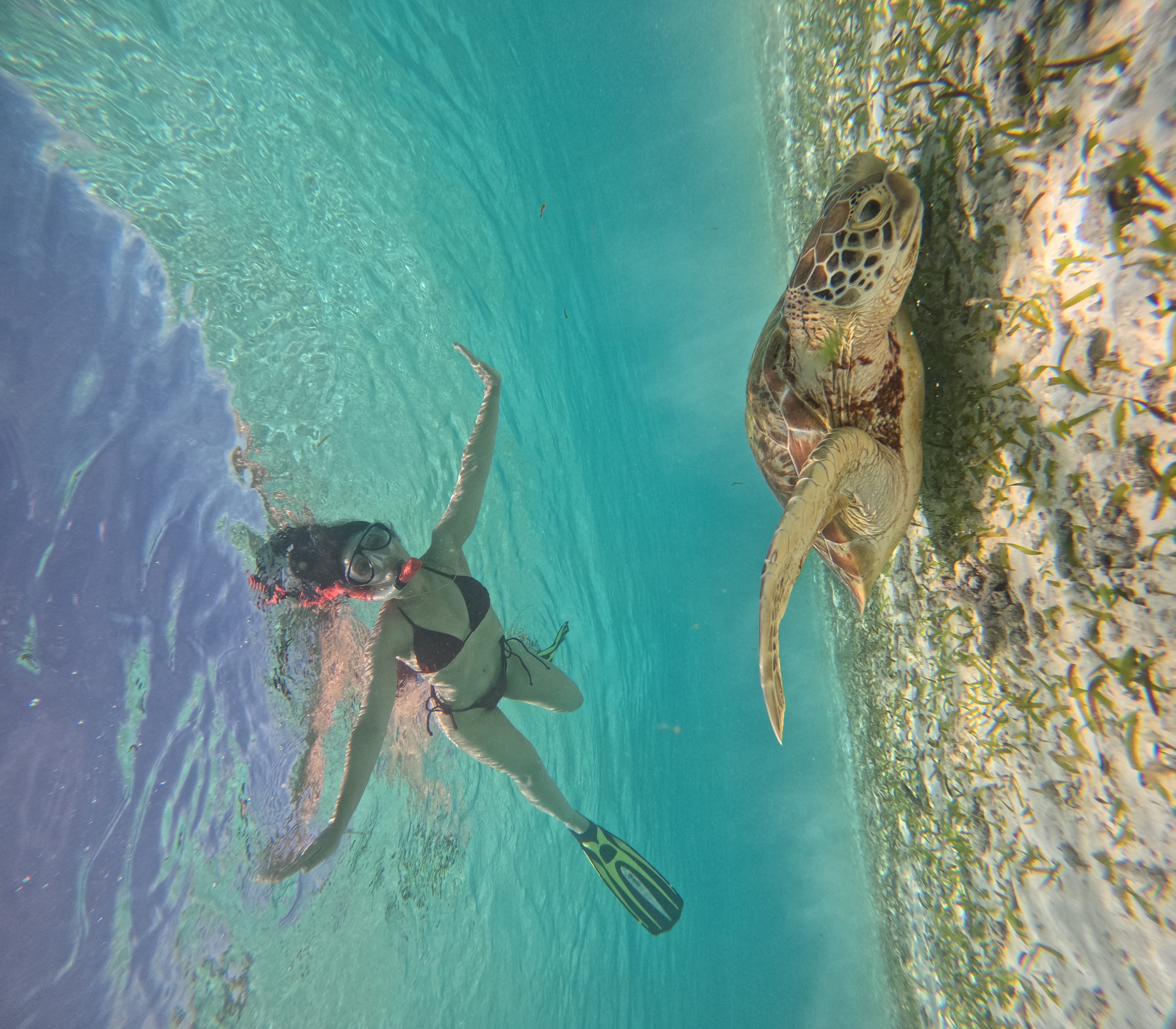 Snorkel junto a una tortuga marina en Maldivas